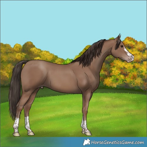 Horse Color:Classic Champagne 