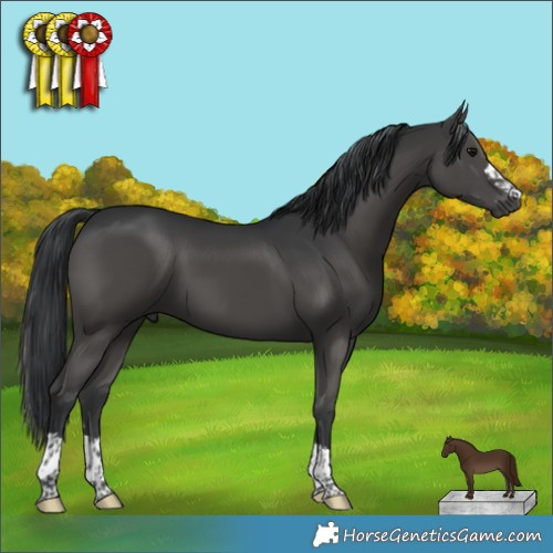 Horse Color:Black 