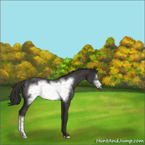Horse Color:Smoky Black Frame Rabicano 