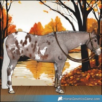 Horse Color:Silver Brown Sabino Tobiano Blanket 