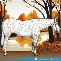 Horse Color:Silver Brown Dun Tobiano Near Leopard 
