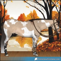 Horse Color:Bay Dun Tobiano