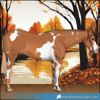 Horse Color:Chestnut Splash Tobiano 