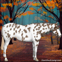 Horse Color:Chocolate Palomino Roan Tobiano Appaloosa