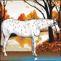 Horse Color:Chocolate Palomino Roan Tobiano Leopard 