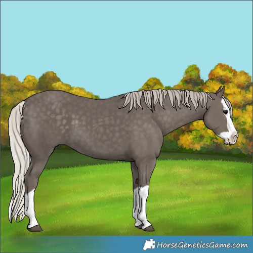 Horse Color:Silver Black Splash
