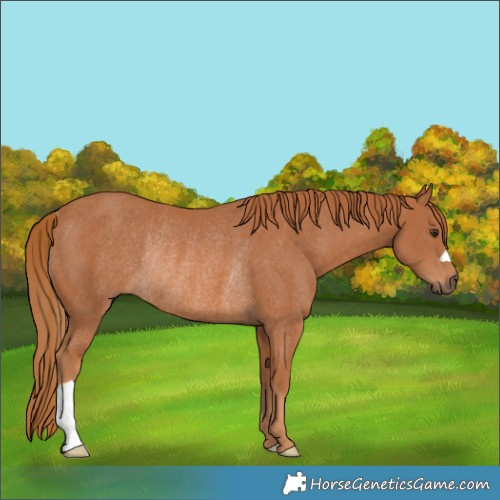 Horse Color:Chestnut Rabicano