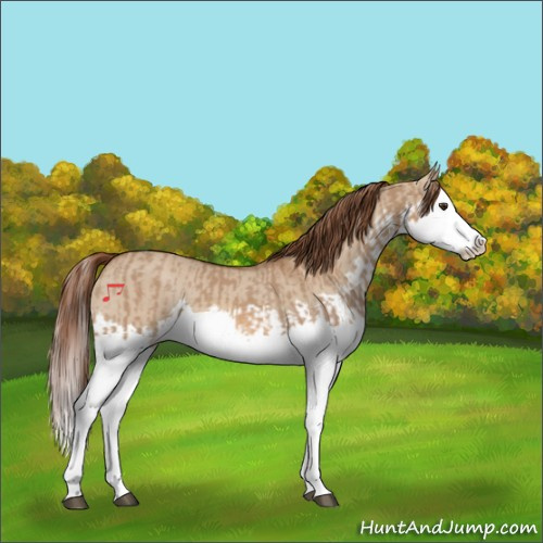 Horse Color:Red Dun Splash and Red Dun Splash