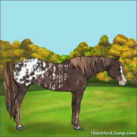 Horse Color:Black Sabino Splash Blanket  and Liver Chestnut Sabino Splash Blanket 