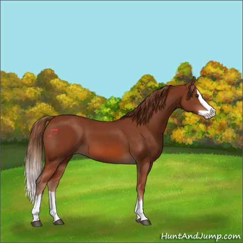 Horse Color:Chestnut Splash 