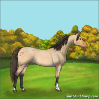 Horse Color:Buckskin Roan Dun Tobiano