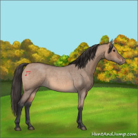 Horse Color:Bay Roan Dun 