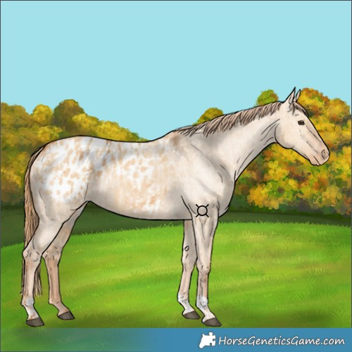 Horse Color:Red Dun Appaloosa and Red Dun Appaloosa