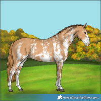 Horse Color:Chestnut Sabino 