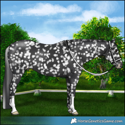 Horse Color:Black Appaloosa 