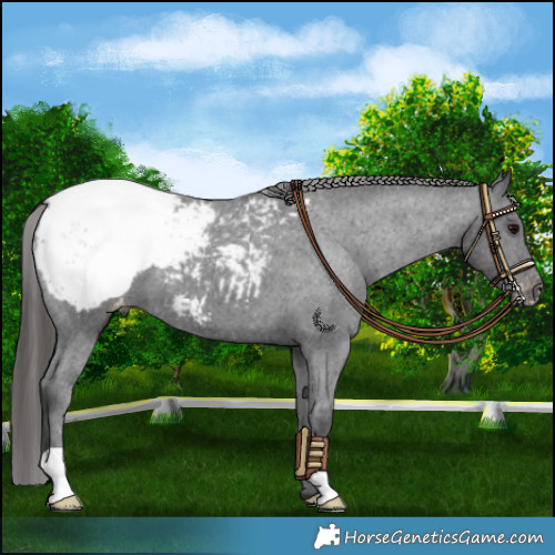 Horse Color:Black Appaloosa 
