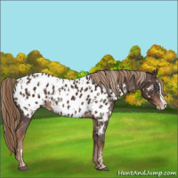 Horse Color:Liver Chestnut Sabino Splash Near Leopard  and Liver Chestnut Sabino Splash Near Leopard 