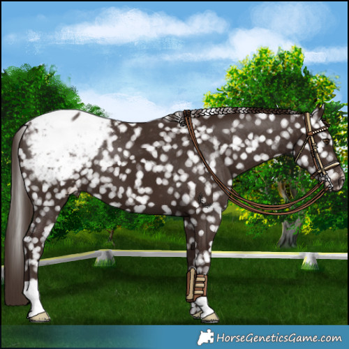 Horse Color:Liver Chestnut Appaloosa 