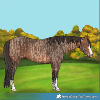 Horse Color:Amber Champagne and Bay Rabicano