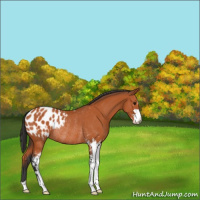 Horse Color:Bay Sabino Appaloosa Rabicano 
