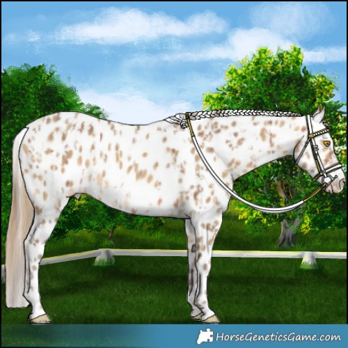 Horse Color:Sable Champagne Appaloosa and Sable Cream Champagne Appaloosa