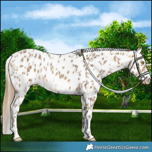 Horse Color:Sable Champagne Appaloosa and Sable Cream Champagne Appaloosa