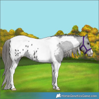 Horse Color:Black Tobiano Appaloosa 