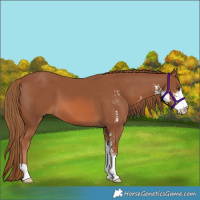Horse Color:Chestnut Sabino