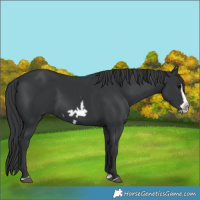 Horse Color:Black Splash Frame