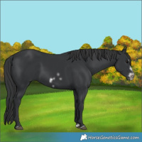 Horse Color:Black Splash Frame