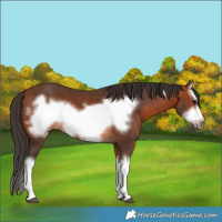 Horse Color:Bay Splash Frame 