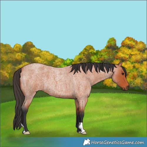 Horse Color:Unknown 