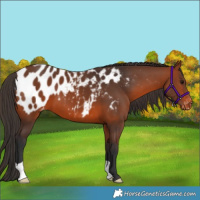 Horse Color:Bay Appaloosa 