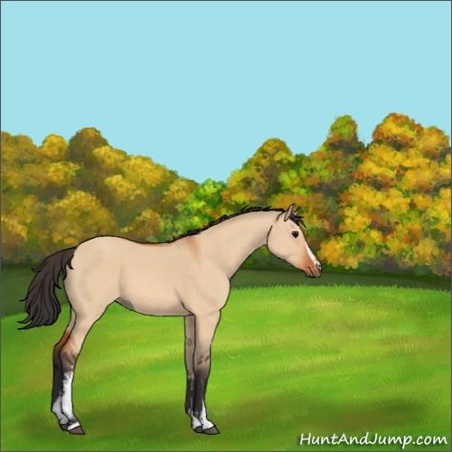 Horse Color:White Spotted Bay Dun 