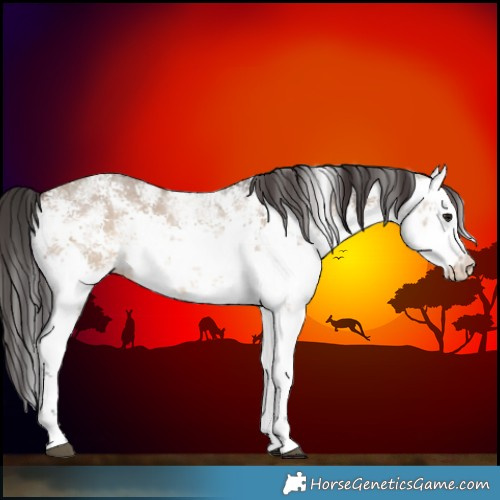 Horse Color:White Spotted Brown Dun Sabino 