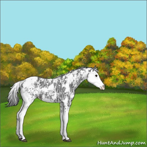 Horse Color:Black Ice Sabino Splash 