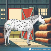 Horse Color:Smoky Black Tobiano Appaloosa Rabicano 