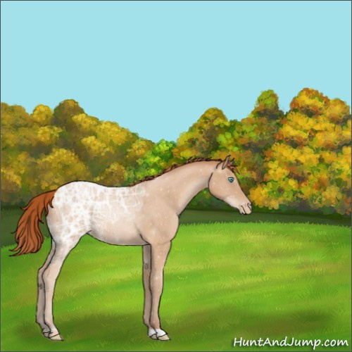 Horse Color:Buckskin Ice Pearl 