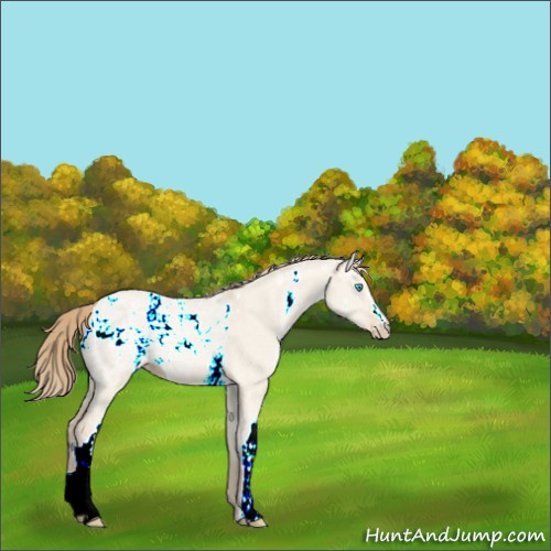 Horse Color:White Spotted Perlino Ice Dun 