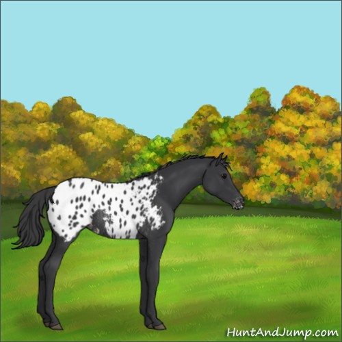 Horse Color:Black Appaloosa Rabicano 