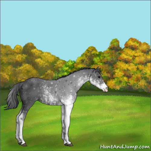 Horse Color:Black Sabino 