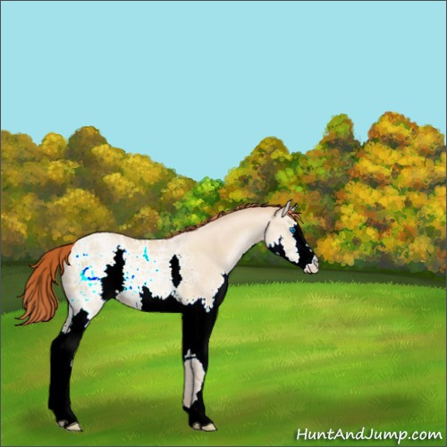Horse Color:Buckskin Ice Pearl Dun Sabino Splash Rabicano 