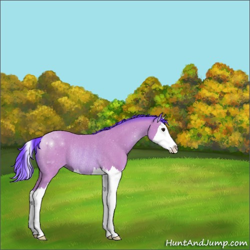 Horse Color:Watercolor Buckskin Sabino Splash Rabicano 