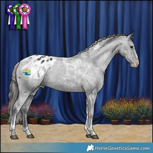 Horse Color:Black Splash Tobiano Appaloosa 