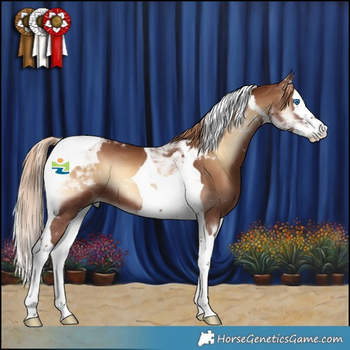 Horse Color:Red Onyx Splash Tobiano 