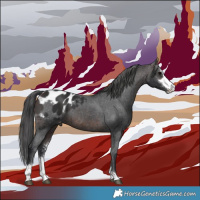 Horse Color:Brown Sabino Appaloosa 