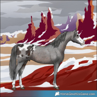 Horse Color:Brown Sabino Appaloosa