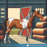 Horse Color:Bay Tobiano 