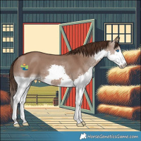 Horse Color:Liver Red Dun Splash 