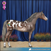 Horse Color:Liver Chestnut Mushroom Appaloosa 